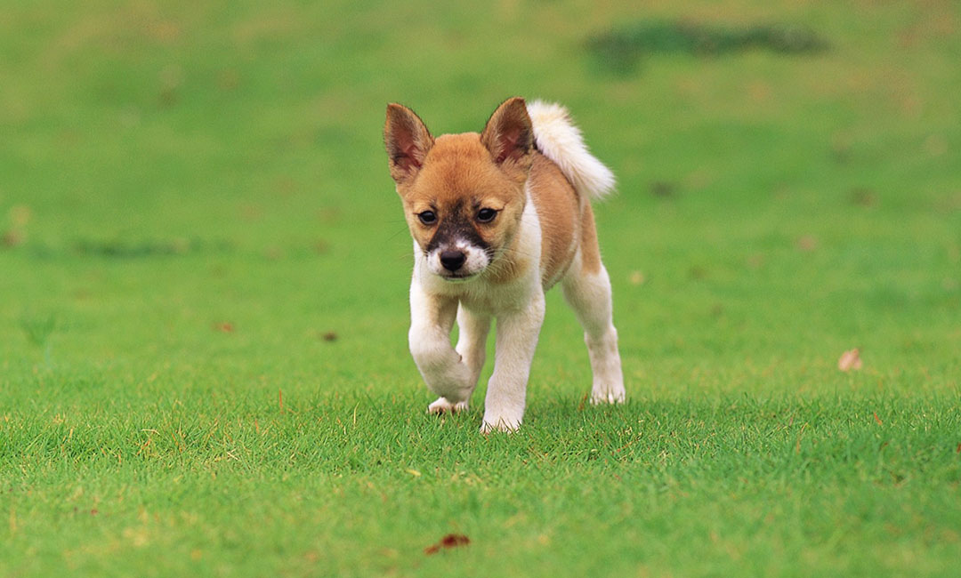 仙桃叮叮宠物商业计划书案例